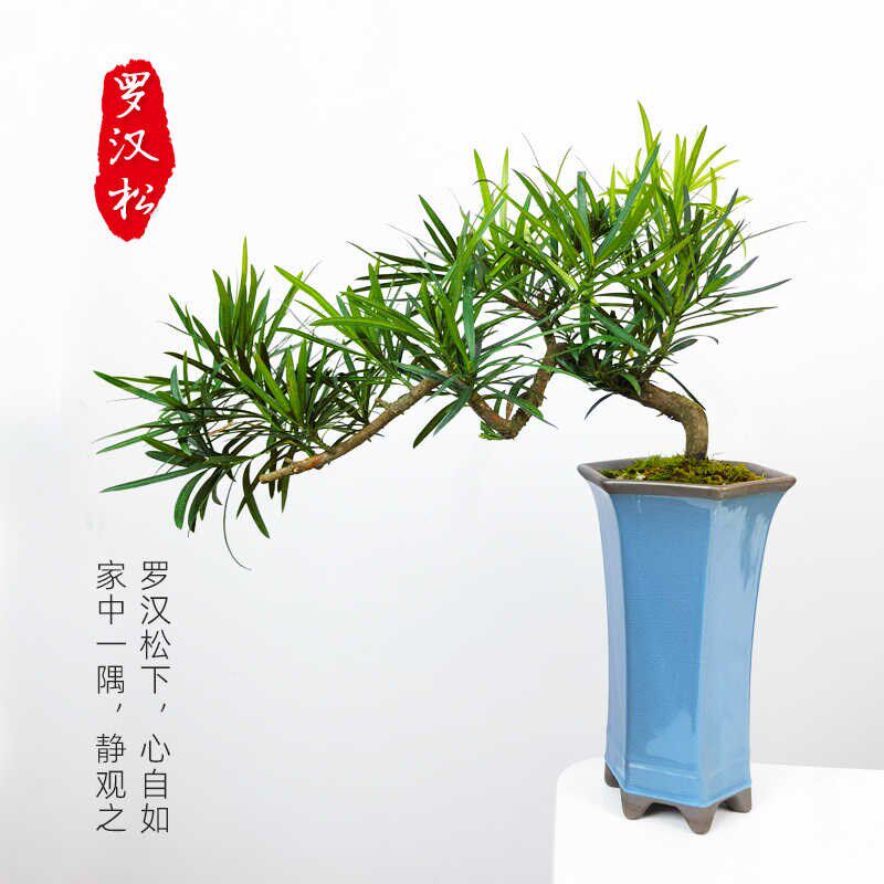 罗汉松盆景造型老桩九里香盆栽六月雪清香茶几木桌面摆件小叶雀梅