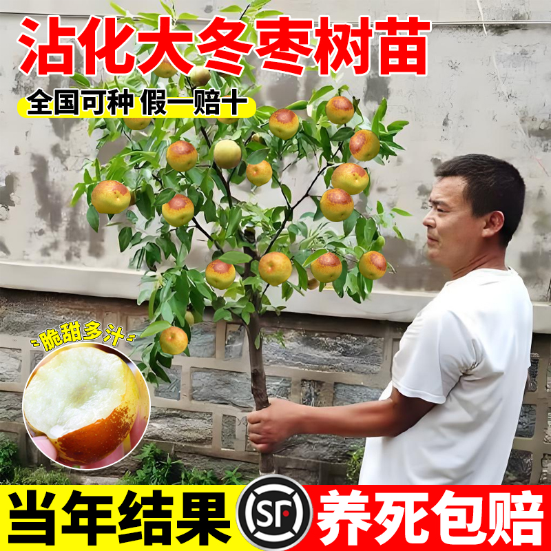 特大冬枣庭院种植包结果
