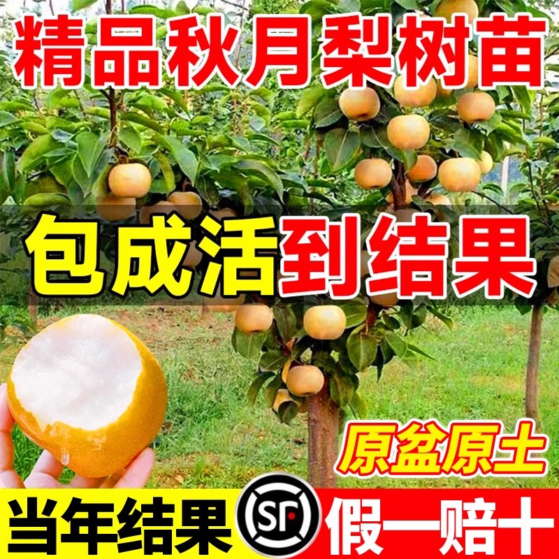 秋月梨树苗嫁接脆甜丰水梨苗