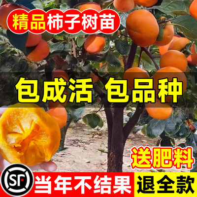 柿子树苗果脆甜庭院火晶阳