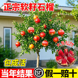 正宗石榴树树苗突尼斯软籽无籽石榴盆栽庭院种植蒙阳红树带土果苗