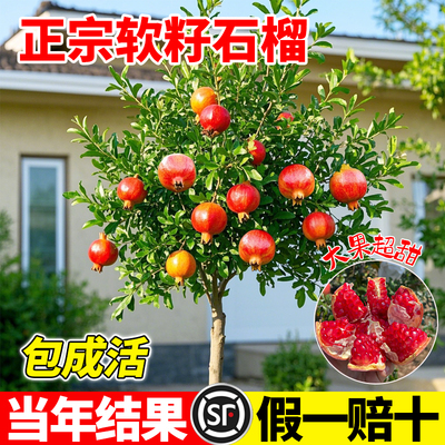 特大石榴南北方种植不活包赔