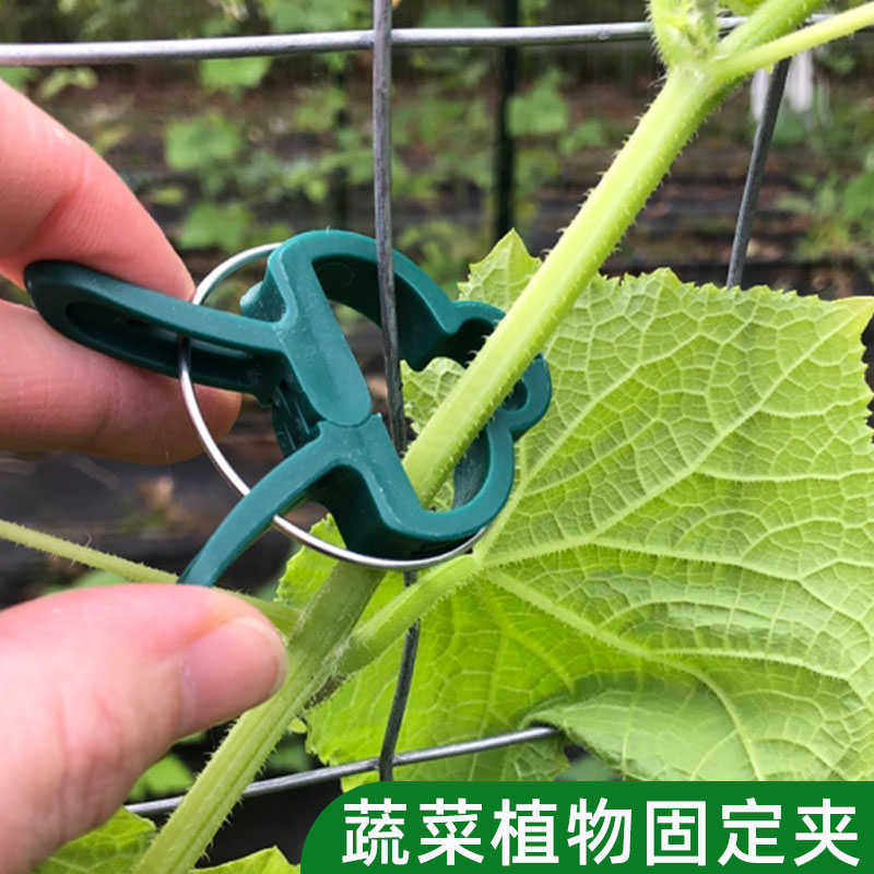 番茄夹吊曼西红柿夹子塑料夹子园艺花卉夹黄瓜造型夹支撑架固定器,鲜花速递/花卉仿真/绿植园艺,其它园艺用品,淘宝优惠券,粉丝福利购,淘宝优惠卷