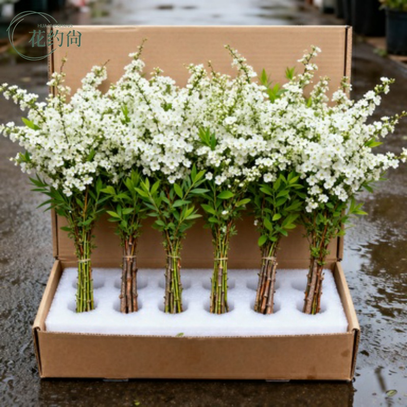 雪柳鲜花云南基地直发鲜枝绿植