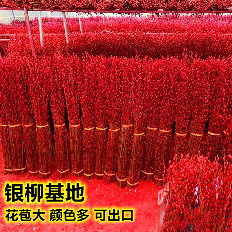 【真花银柳】2025新年红色年宵花
