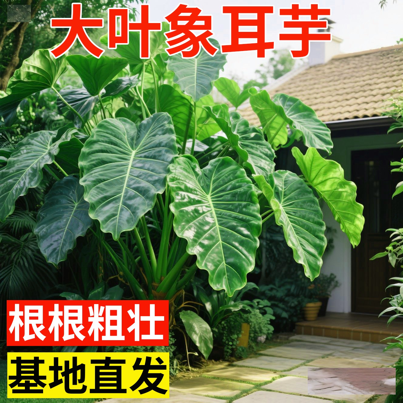 象耳芋大野芋大型绿植客厅阳台大叶盆栽庭院超大叶植物现挖现发
