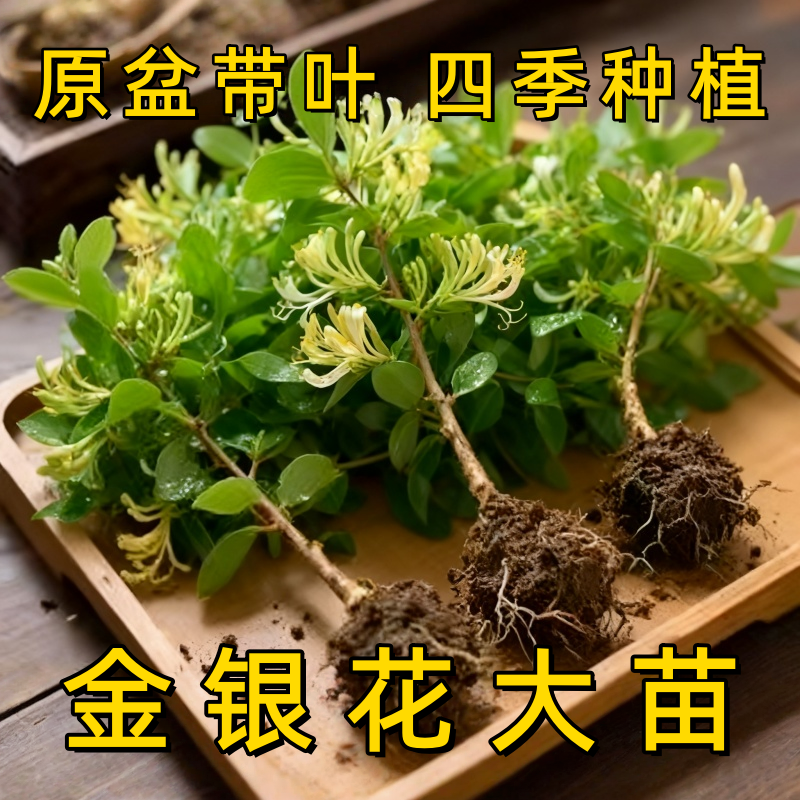 金银花树苗四季药用爬藤老桩红色盆栽盆景种植开花观赏可食用花苗