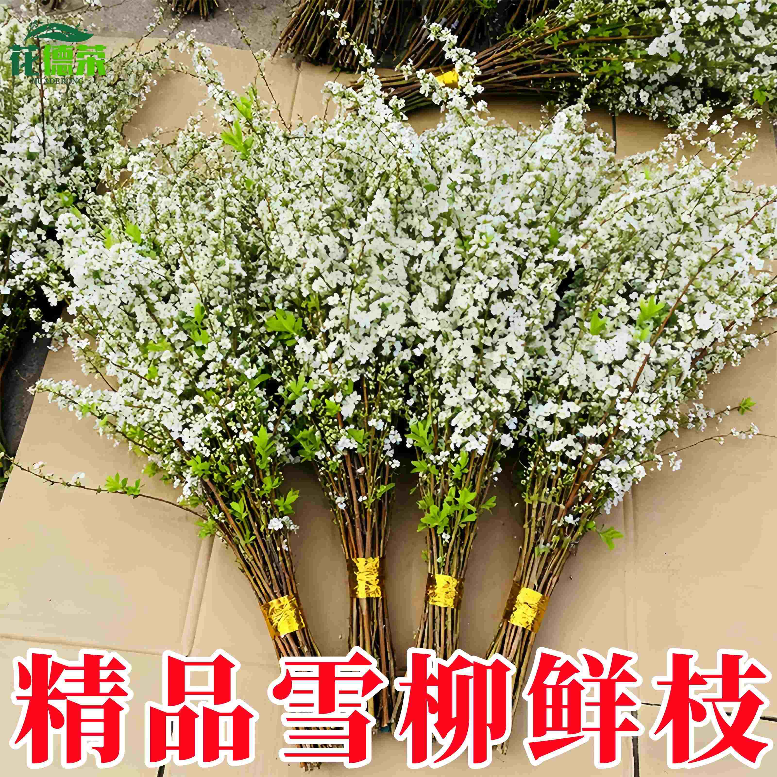 精品雪柳鲜枝干枝盆栽