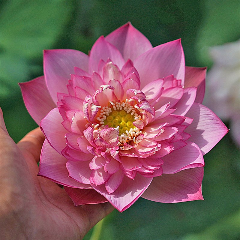 【惊艳?凤冠】净化空气庭院阳露台中型碗莲种藕苗裸根非四季花卉