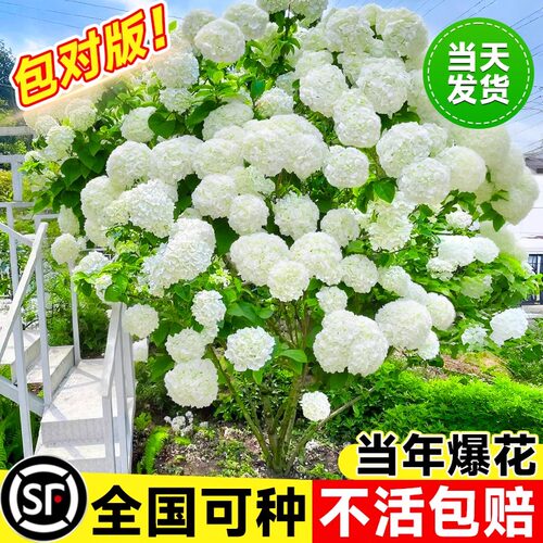 中华木绣球树苗大花斗球苗老桩白麻球庭院别墅木本风景树无尽夏花