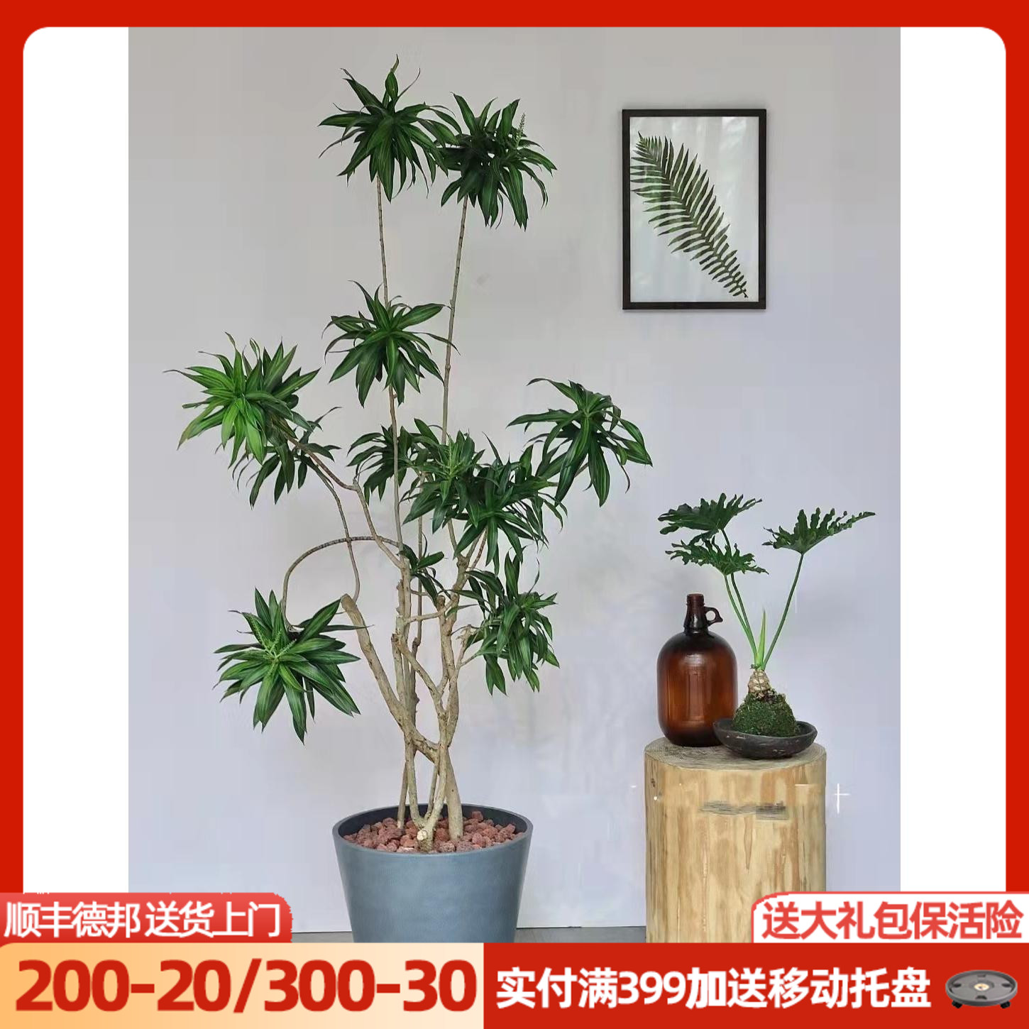 百合竹盆栽室内大型绿植观叶耐阴耐旱老桩植物净化空气造型龙血树