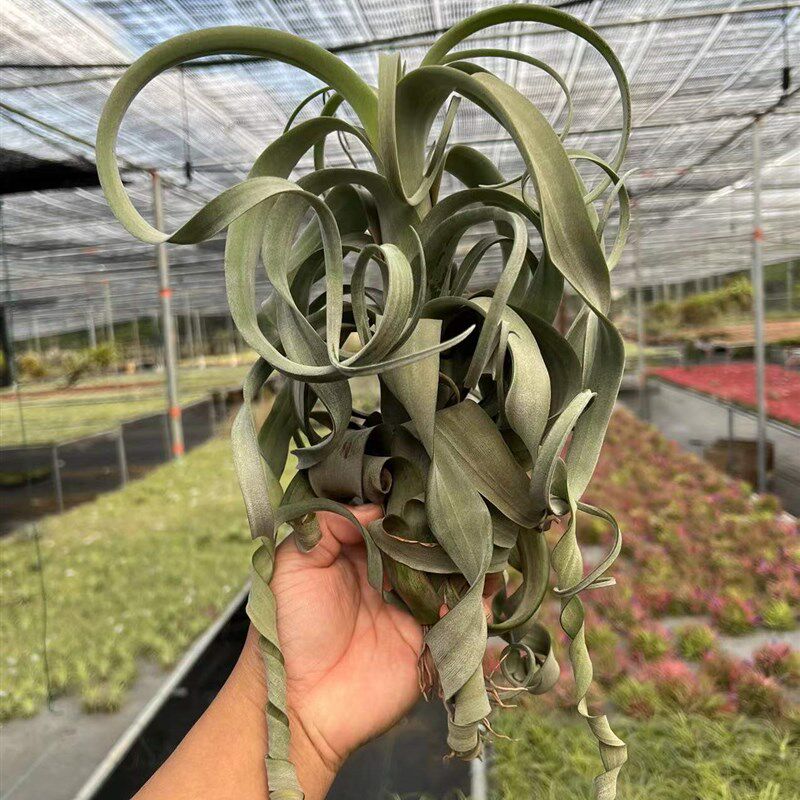 空气凤梨花卷 花中花杂交电烫卷花卷