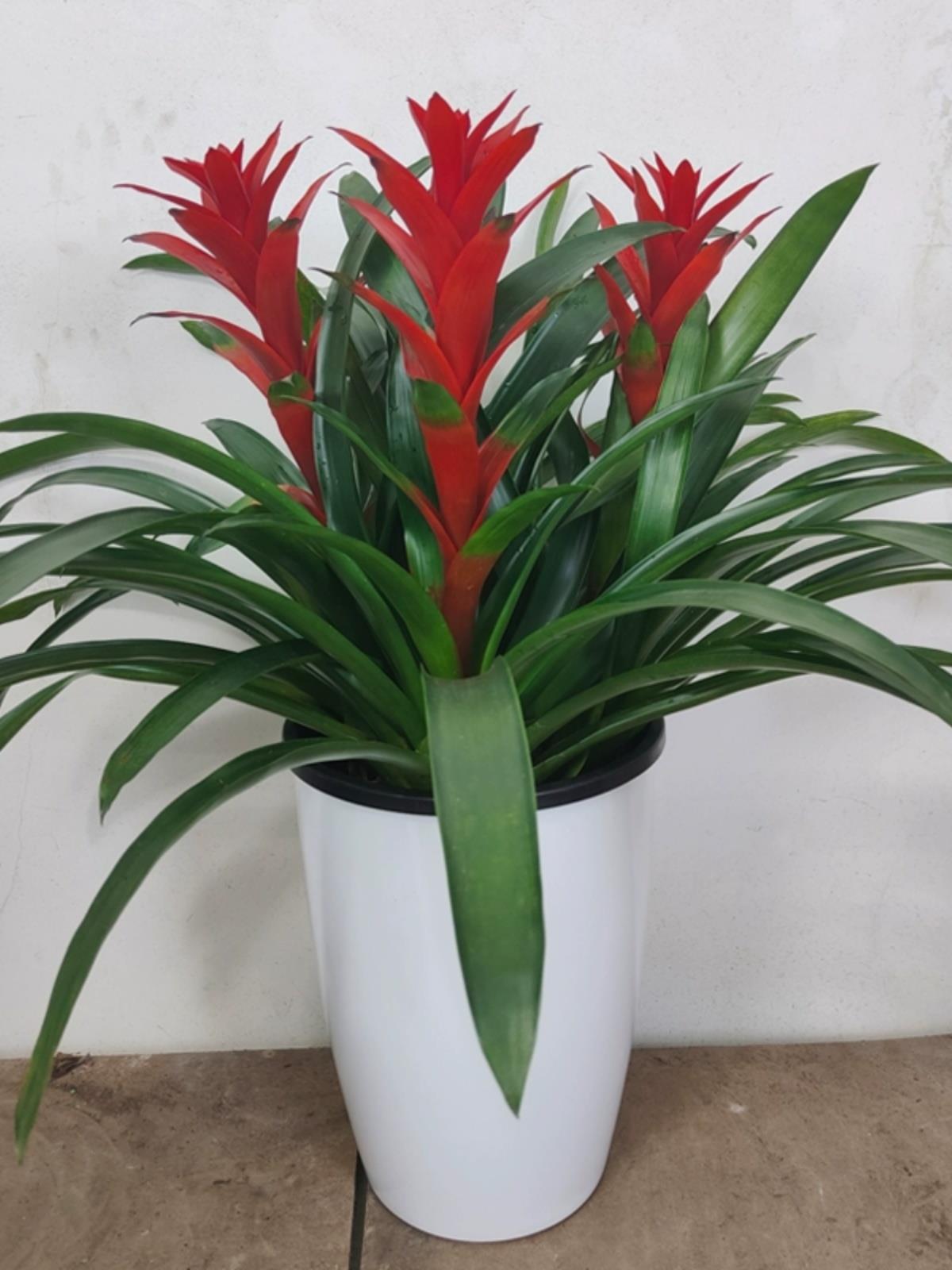 鸿运当头盆栽植物年宵花卉凤梨大型绿植室内红掌客厅吸甲醇火鹤花