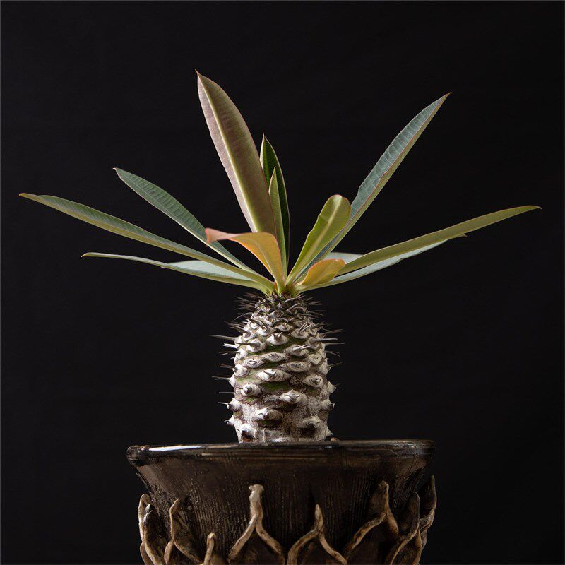 【朴原】瓶干麒麟 Euphorbia pachypodioides 大戟科盆栽多肉植物