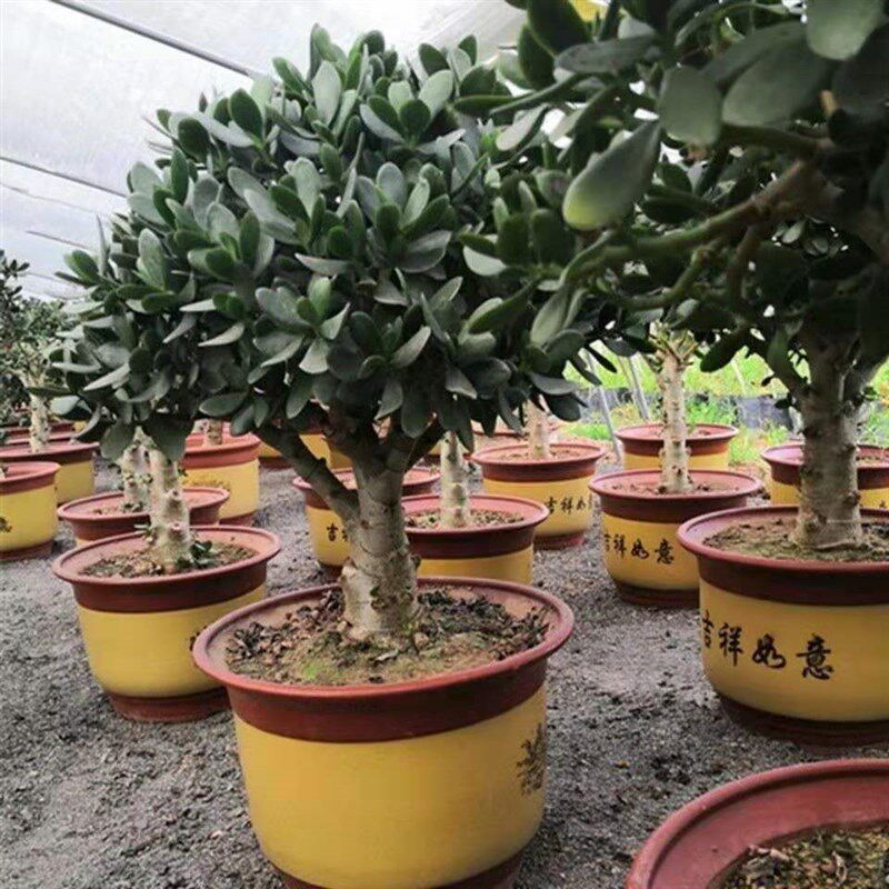 老桩玉树盆栽燕子掌厚脸皮红边景天植物耐旱多肉室内阳台净化空气