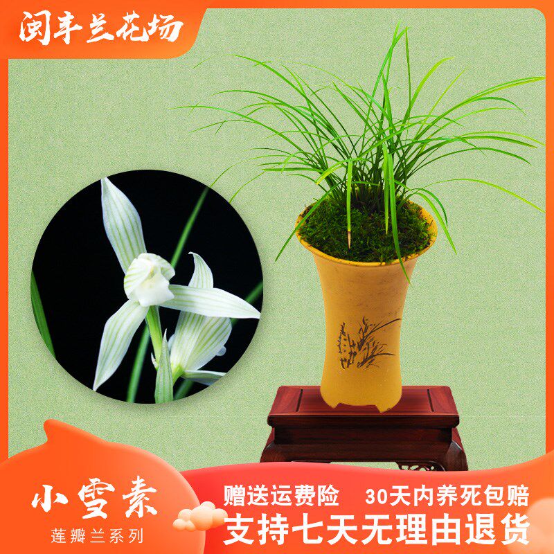 【小雪素】兰花苗莲瓣兰名贵盆栽花卉植物室内兰草国兰浓香不带花