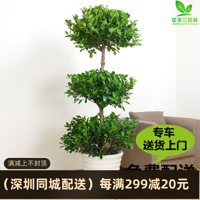 摇钱树金钱榕树三层室内庭院美观趣味景观植物盆栽深圳同城配送