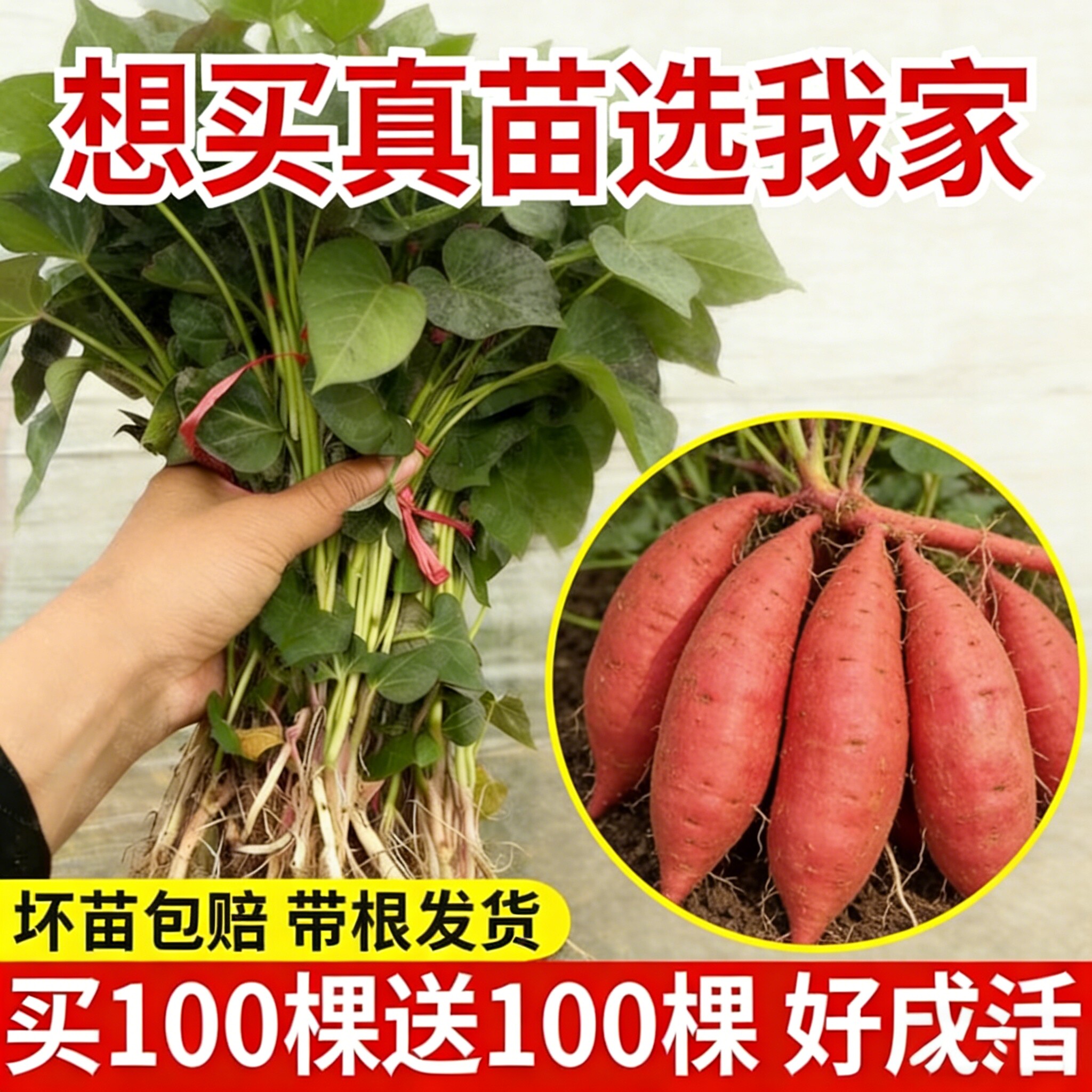 红薯苗秧苗批发西瓜红红薯苗蜜薯苗糖心烤薯型正宗高产地瓜苗哈密