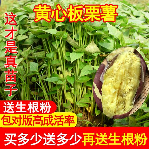 黄心板栗红薯苗正宗西瓜红红薯苗蜜薯糖心流油烤薯型地瓜苗秧苗种