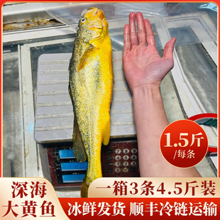 【礼盒装】深海大黄鱼特大1.5斤特大黄鱼送礼佳品野化大黄鱼