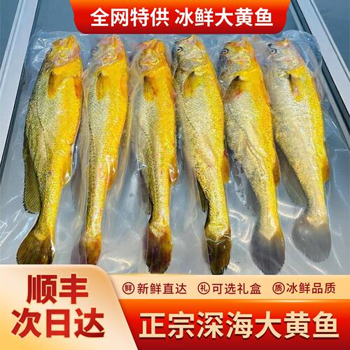 深海野捕黄花鱼生鲜大礼盒2斤1只