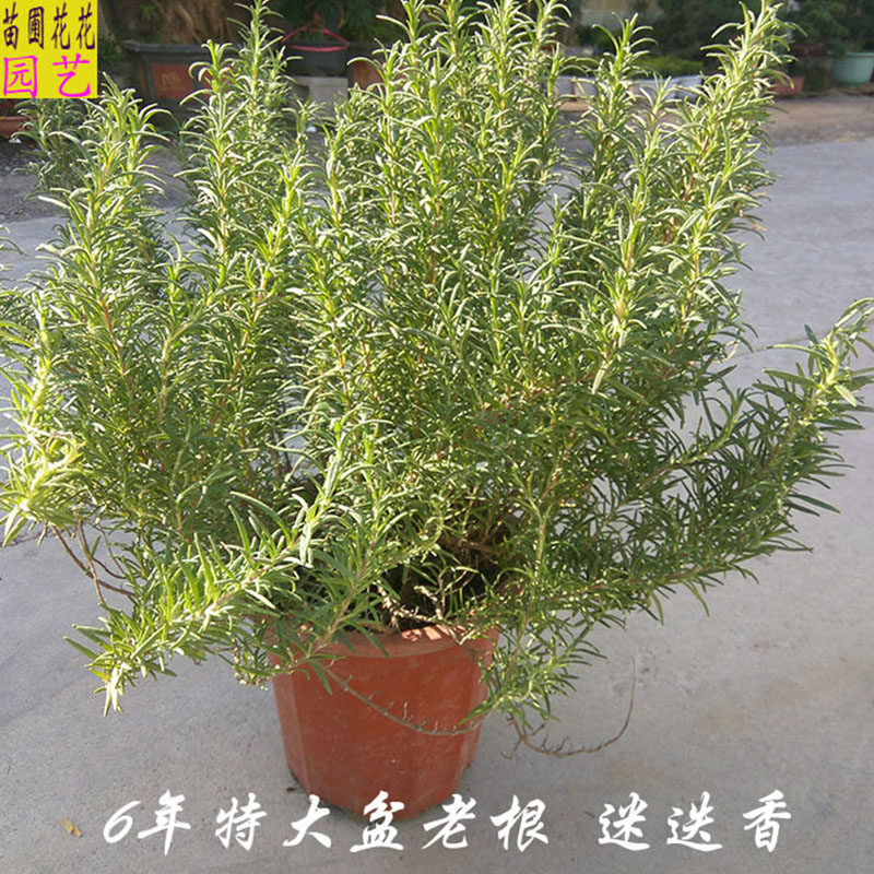 食用香料盆栽 特大迷迭香大盆老桩植物 西餐料理牛排用芳香提神