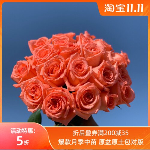 惠惠的花园切花月季 影星 多季开花直立性好勤花阳台庭院盆栽花卉
