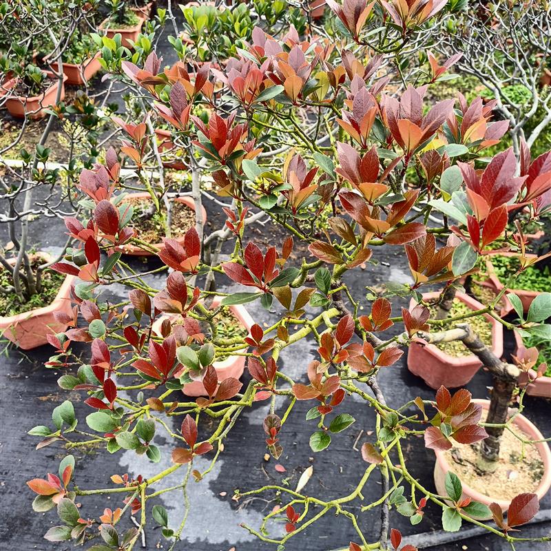 海岛春花石斑木盆栽南北方种植室内外花卉绿植盆景植物四季好养活