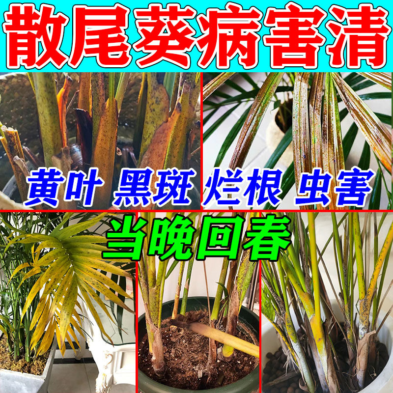 散尾葵专用肥料凤尾竹叶子发黄干尖黑斑烂根病全清绿植杀虫杀菌剂