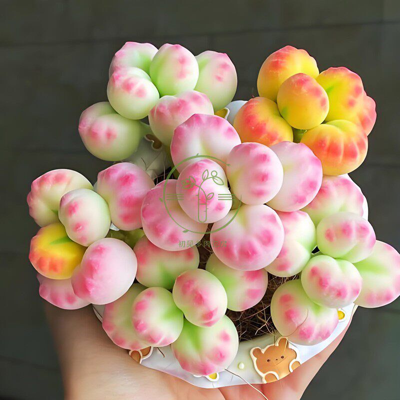 多肉植物 猫爪进口熊童子锦带盆栽好高端精品盆栽花卉绿植吸阳