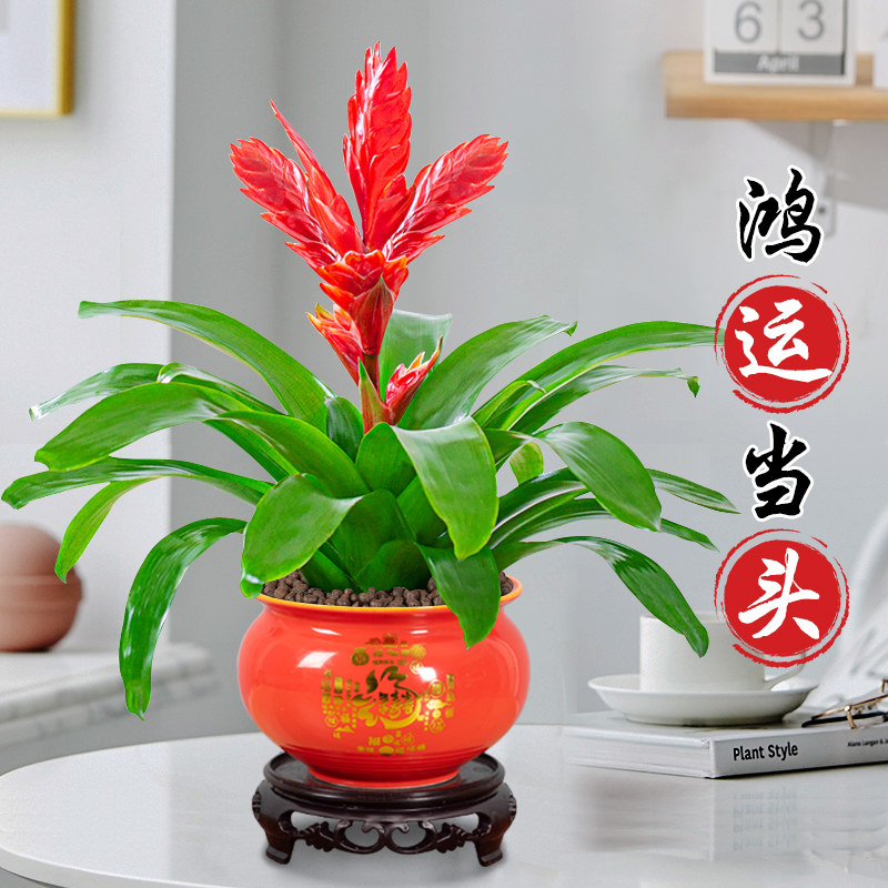 招财手鸿运当头盆栽绿植花卉玉扇室內好养客厅四季开花大盆办公室