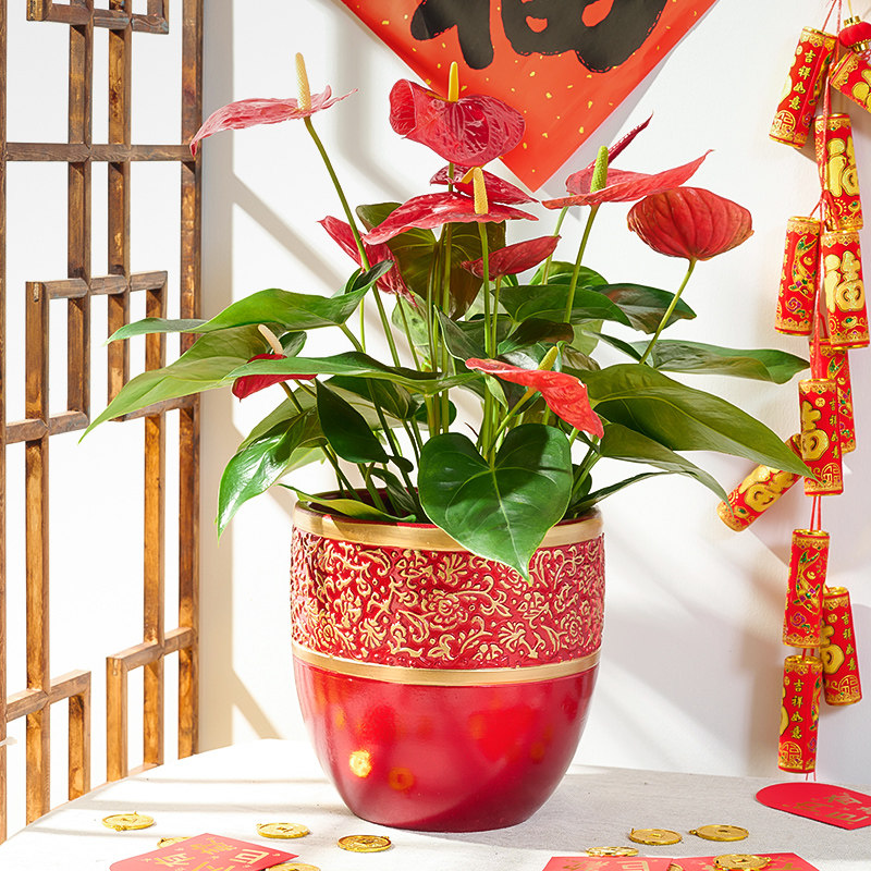 【年宵花】爱优尚红掌盆栽鸿运当头高档室内大盆客厅一帆风顺植物