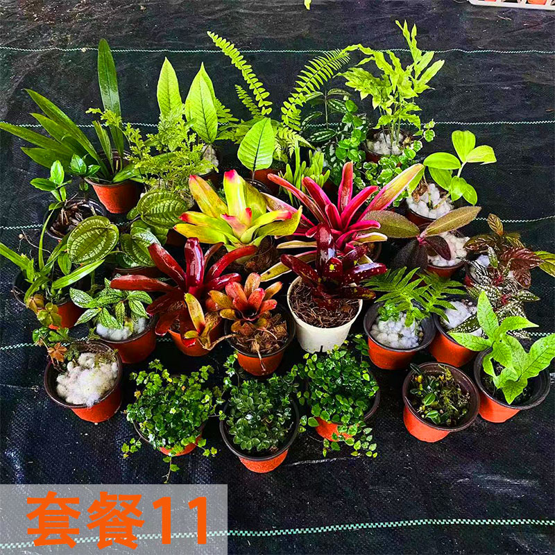 雨林缸植物套餐豆兰积水凤梨蕨类植物空气凤梨热带雨林植物