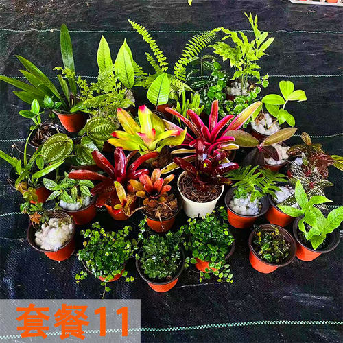 雨林缸植物套餐豆兰积水凤梨蕨类植物空气凤梨热带雨林植物