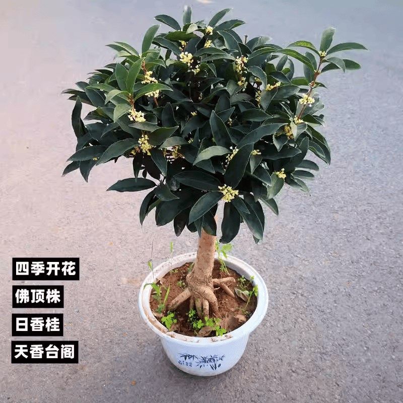 流苏嫁接日香桂天香台阁佛顶株桂花盆栽盆景四季开花浓香型树苗