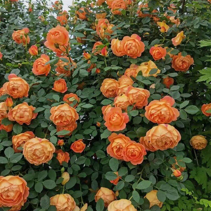 藤本爬藤月季大苗夏洛特夫人四季蔷薇开花爬藤植物庭院拱门特大苗
