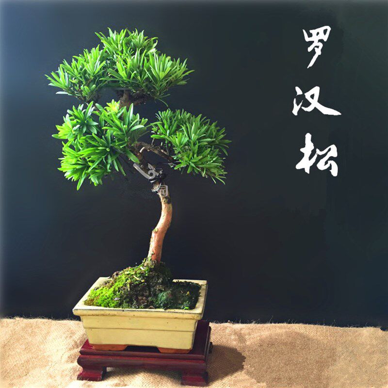 罗汉松盆景树桩室内高档盆栽雀舌小叶品种迎客松送礼金钻菊花树桩