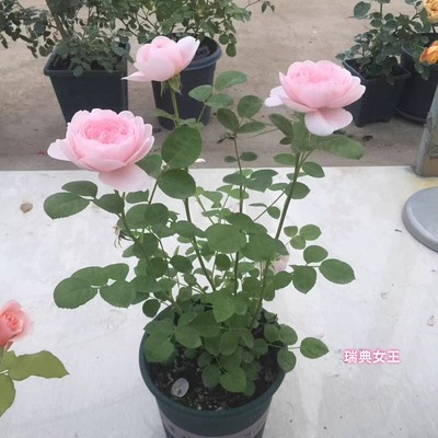 灌木月季中苗四季开花欧月