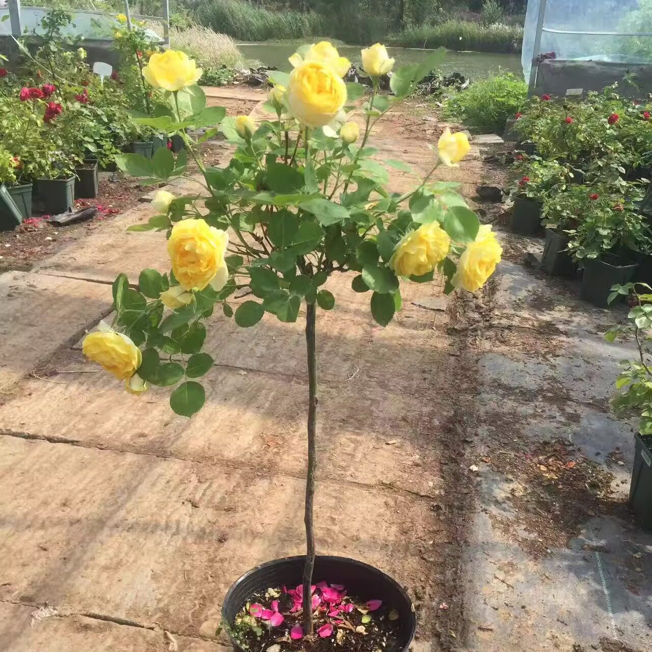 泊心园精品品种棒棒糖月季花苗