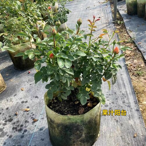 品种欧月大苗阳台盆栽庭院系列