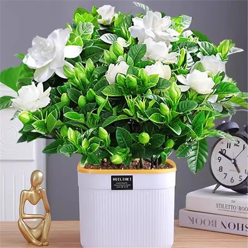 四季树苗浓香型栀子花盆栽