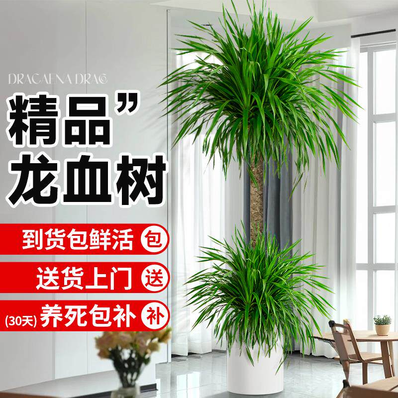 龙须老桩室内客厅高级大型盆栽感植物盆景龙血树树多头绿植大树苗