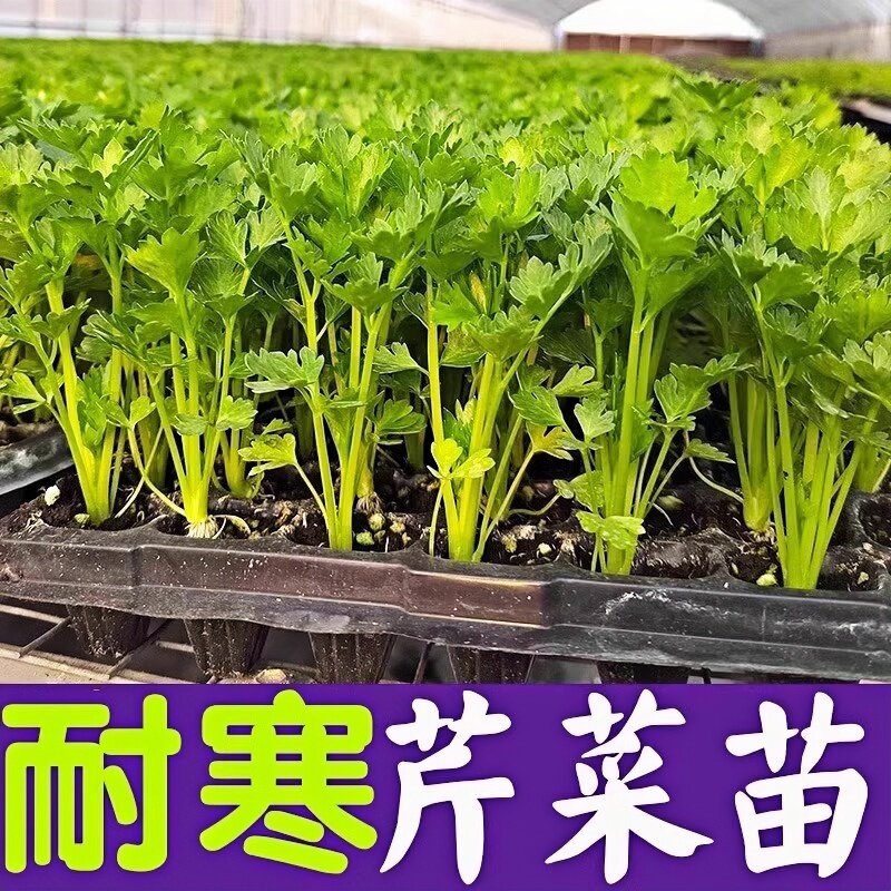 芹菜苗四季小香芹蔬菜苗芹菜秧苗西芹苗芹菜根苗包邮盆栽阳台种植