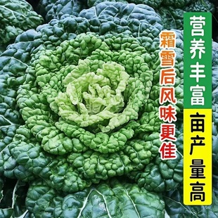 黑心乌菜秧苗黑塌菜耐寒秋冬蔬菜苗黑叶白菜种子农家庭院蔬菜种籽