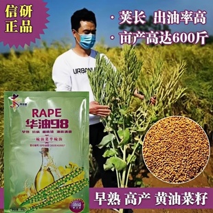 华油98油菜籽油菜花种子黄油菜籽种食用出油率高耐寒纯黄高产榨油