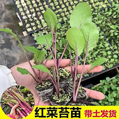耐寒湖北洪山红菜苔苗早熟红油菜台秧苗十月红秋冬蔬菜苗阳台庭院