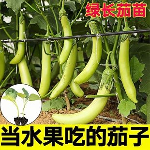 青长茄苗秧苗种籽绿皮绿色青茄子苗秧早熟耐热秧苗四季 菜园蔬菜