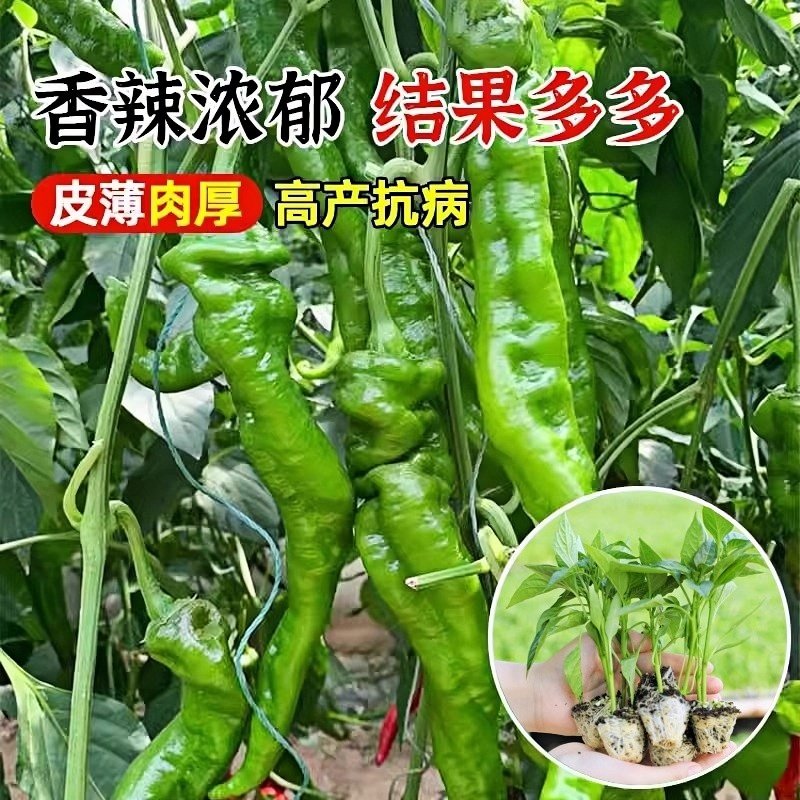螺丝椒辣椒苗高产香辣特大辣椒种籽螺丝椒薄皮南方盆栽蔬菜苗秧