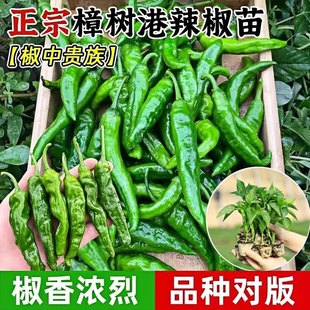 湖南正宗樟树港辣椒苗秧椒中贵族朝天小米辣椒种子香辣阳台带土球