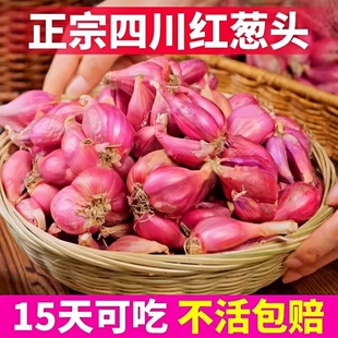 红头葱种四季 葱头小香葱种子籽家庭阳台盆栽蔬菜火葱山东大葱种孑